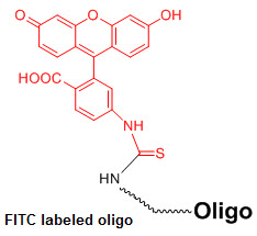 Bio-Synthesis Inc. Oligo Structure